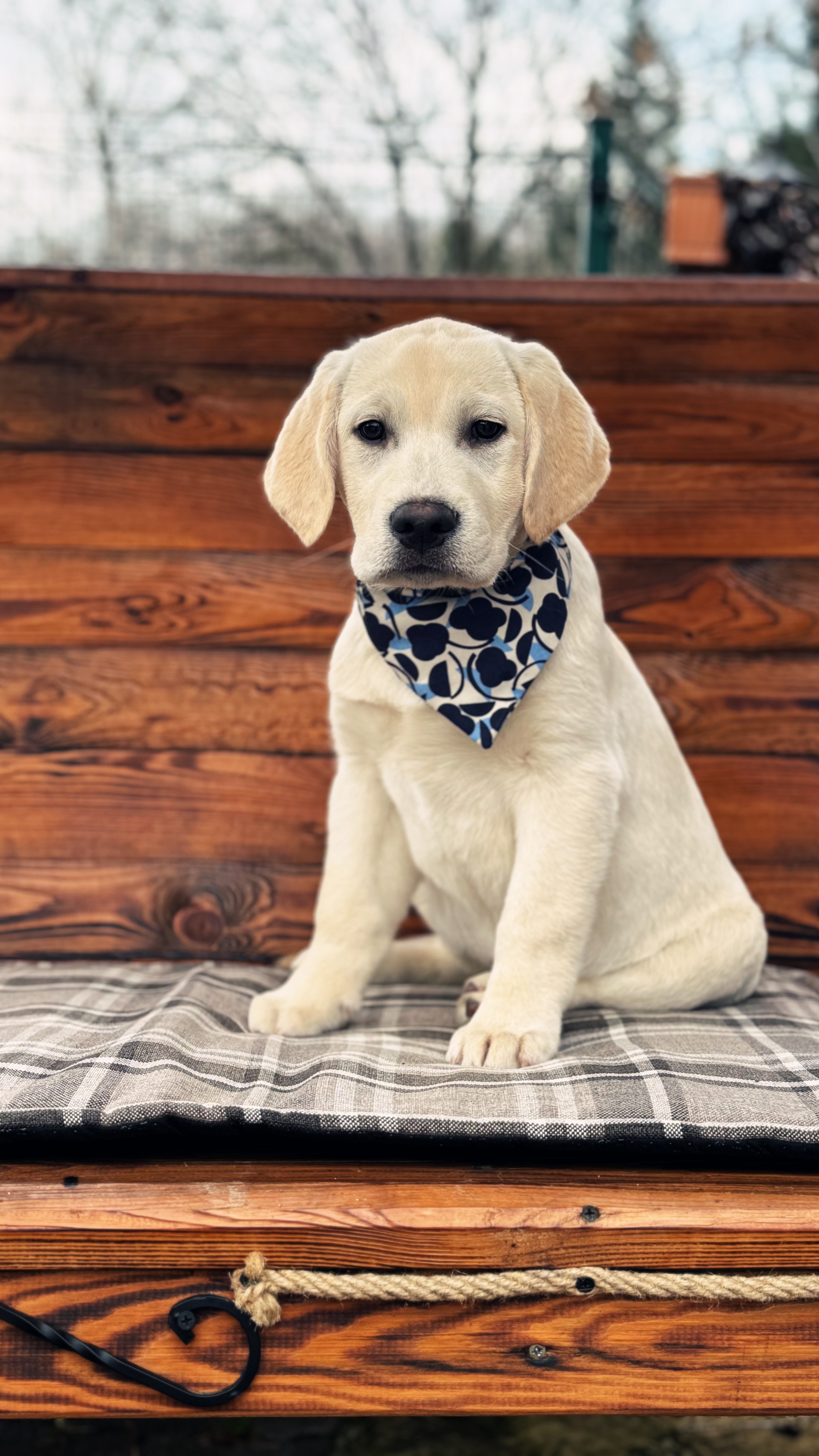 Fiesta Sunshine By Topaz Kennel